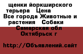 щенки йоркширского терьера › Цена ­ 20 000 - Все города Животные и растения » Собаки   . Самарская обл.,Октябрьск г.